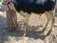 雄牛, Russian Black pied cattle — 写真 2