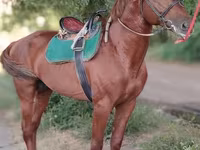 حصان, Trakehner — الصورة 6