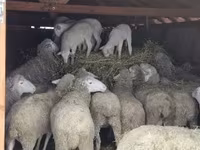 Ram, Merinoland sheep — photo 3