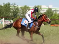 Jument, Arabian horse — photo 3