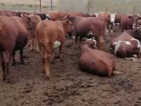 Vache, Vache rouge des steppes — photo 1