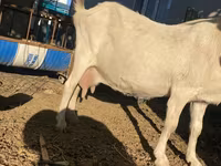 Cabra, Saanen goat — foto 5