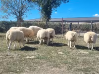 كبش, Texel sheep — الصورة 3