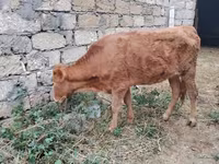 Vaca, Bovinos — foto 6
