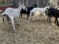 Boucs, Alpine goat — photo 4