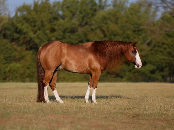 Kůň, Quarter Horse