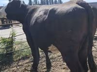 Kuh, Russian Black pied cattle — Foto 7