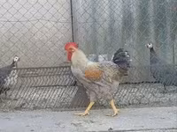 Chickens — foto 4
