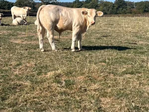 Vache, Charolais cattle