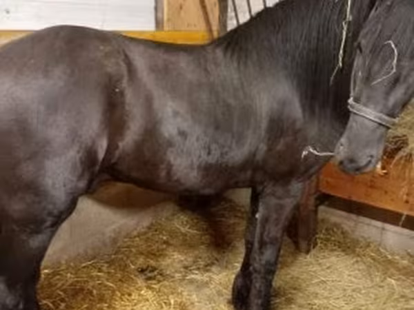 Kůň, Friesian