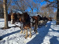 Cheval, Pinto horses — photo 6