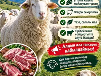 Widder, Merino sheep — Foto 8