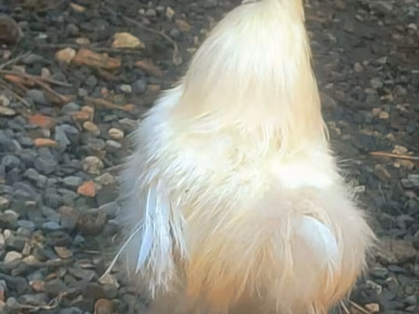 Poule soie