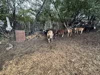 Bull, Swiss cattle — photo 5