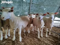 雌羊, Ile-de-France sheep — 写真 4