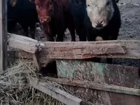Taureau, Swiss cattle — photo 3