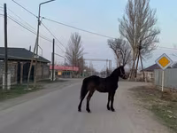 حصان, Friesian — الصورة 1