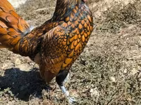 Sebright — Foto 1