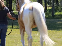 Kůň, American paint horse — foto 3