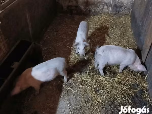Sow, Мангалица