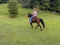 Cheval, Rocky Mountain Horse — photo 6