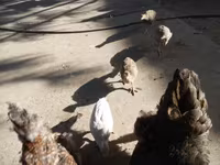 Guinea fowl — 写真 5