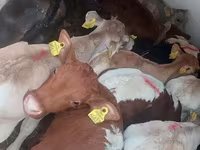 Taureau, Simmental cattle — photo 3