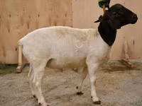 Beran, Dorper sheep — foto 1