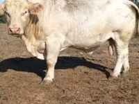Bull, Charolais cattle — photo 3