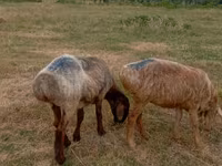 Brebis, Kazakh meat-wool sheep — photo 3