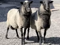 Sheep, Romanov sheep — photo 1