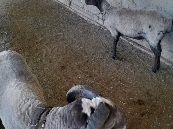 भेड़ें (लॉट, लिंग निर्दिष्ट नहीं), Merino sheep