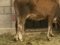 Vache, Brune lettone — photo 1