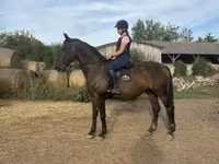 حصان, Nonius horse — الصورة 4