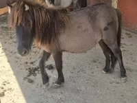 فرس, Shetland Pony — الصورة 7
