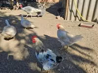 Chickens — photo 4