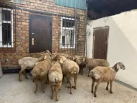 كبش, Rhon sheep — الصورة 2