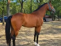 Cavalo, Cavalos — foto 4