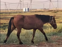 Stute, Mugalzhar horse — Foto 4