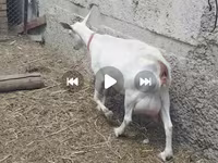 Koza, Saanen goat — zdjęcie 2