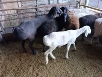 母羊, Rhon sheep — 照片 8