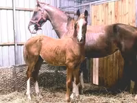 Cheval, Dutch warmblood horse — photo 2