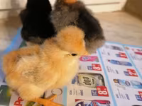 Chickens — الصورة 5