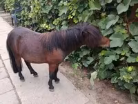 雄馬, Shetland Pony — 写真 5