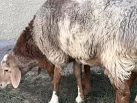 Bélier, Rhon sheep — photo 2