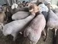 Ram, Sheep — photo 5