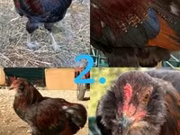 Araucana — Foto 2