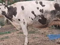 गाय, Russian Black pied cattle — फ़ोटो 4