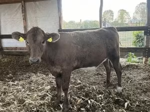 Cow, Charolais cattle