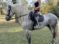 घोड़ा, Andalusian horse — फ़ोटो 1